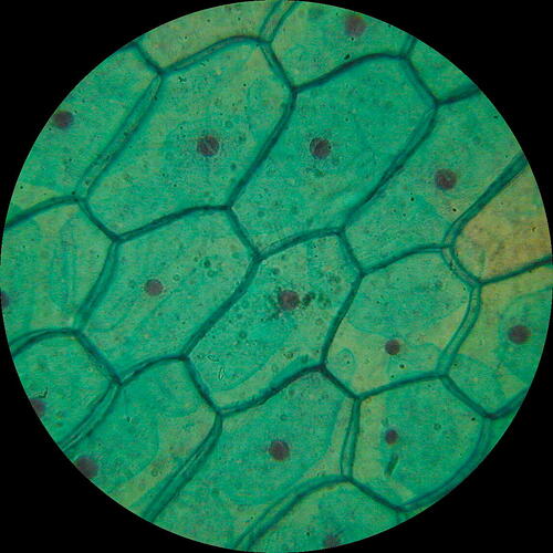 Plant-Cell-Structure-Under-Microscope